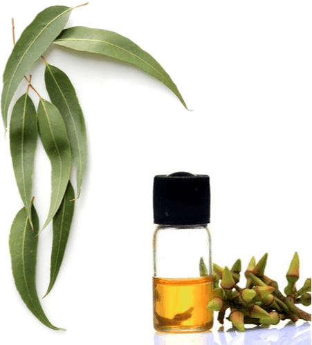 Eucalyptus Oil for Henna – 1ltr